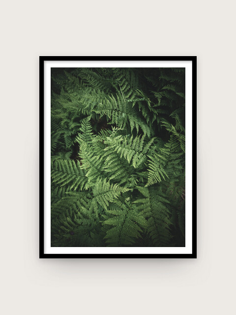 Print: Ormbunke