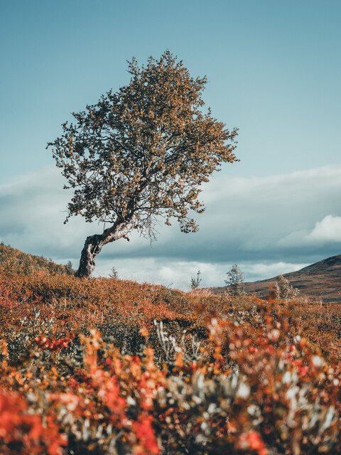 Print: Höstglöd