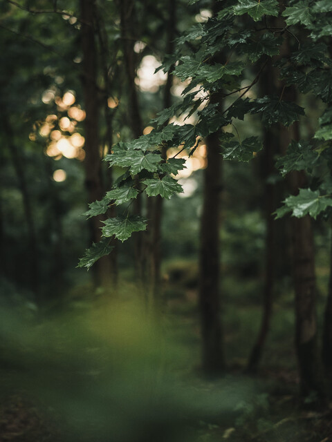 Print: Sommarregn #3