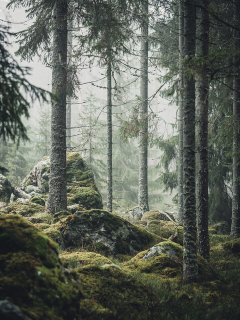 Print: Trollskogen